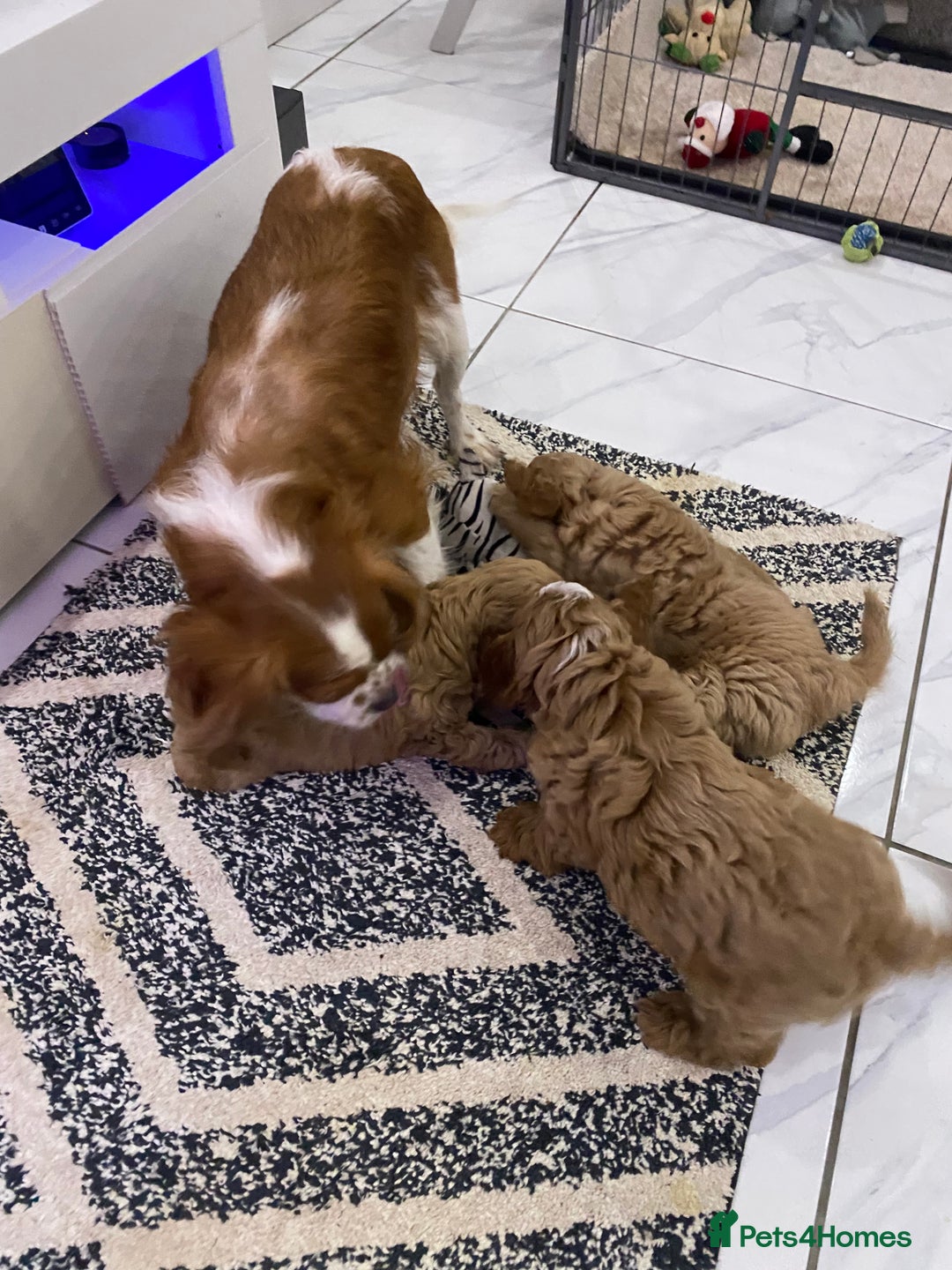 Cavapoo dogs for sale: F1 Cavapoo - Advert 7