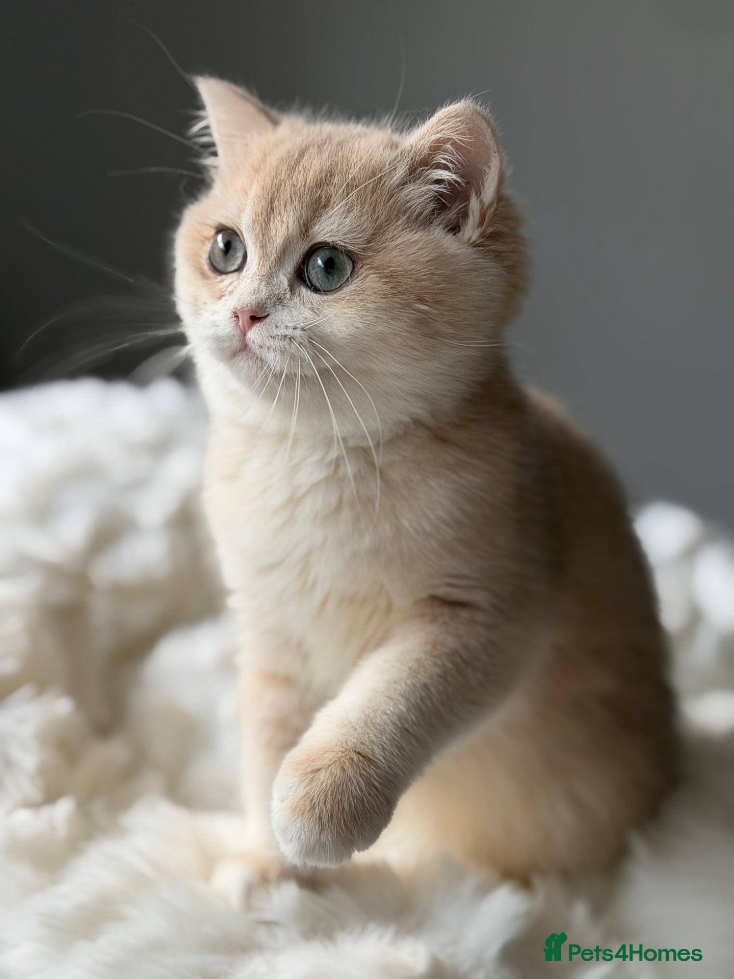 British Shorthair cats Luxury British Shorthair Lilac kitten - Advert 2