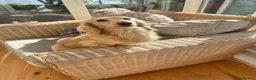 Miniature Dachshund dogs for stud: ee Cream Long coat Miniature Dachshund for Stud - Advert 4