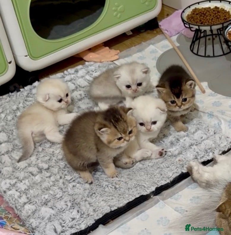 Scottish Fold cats Beautiful Scottish Fold & Straight Kittens - Advert 11