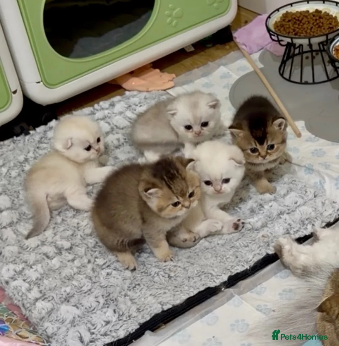 Scottish Fold cats for sale: Beautiful Scottish Fold & Straight Kittens - Advert 1