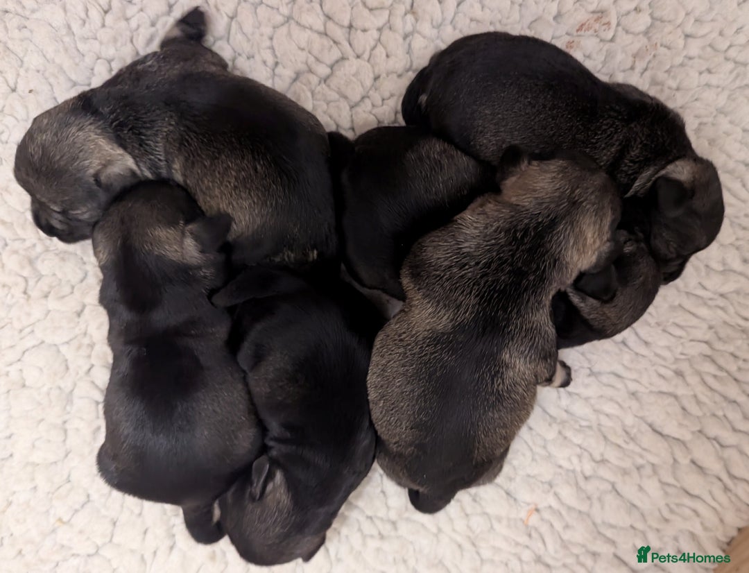 Miniature Schnauzer dogs for sale:  Beautiful, Health Tested Miniature Schnauzer Pups - Advert 2