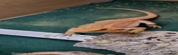 Bearded Dragon reptiles for sale: bearded dragon in Milton Keynes - Advert 3