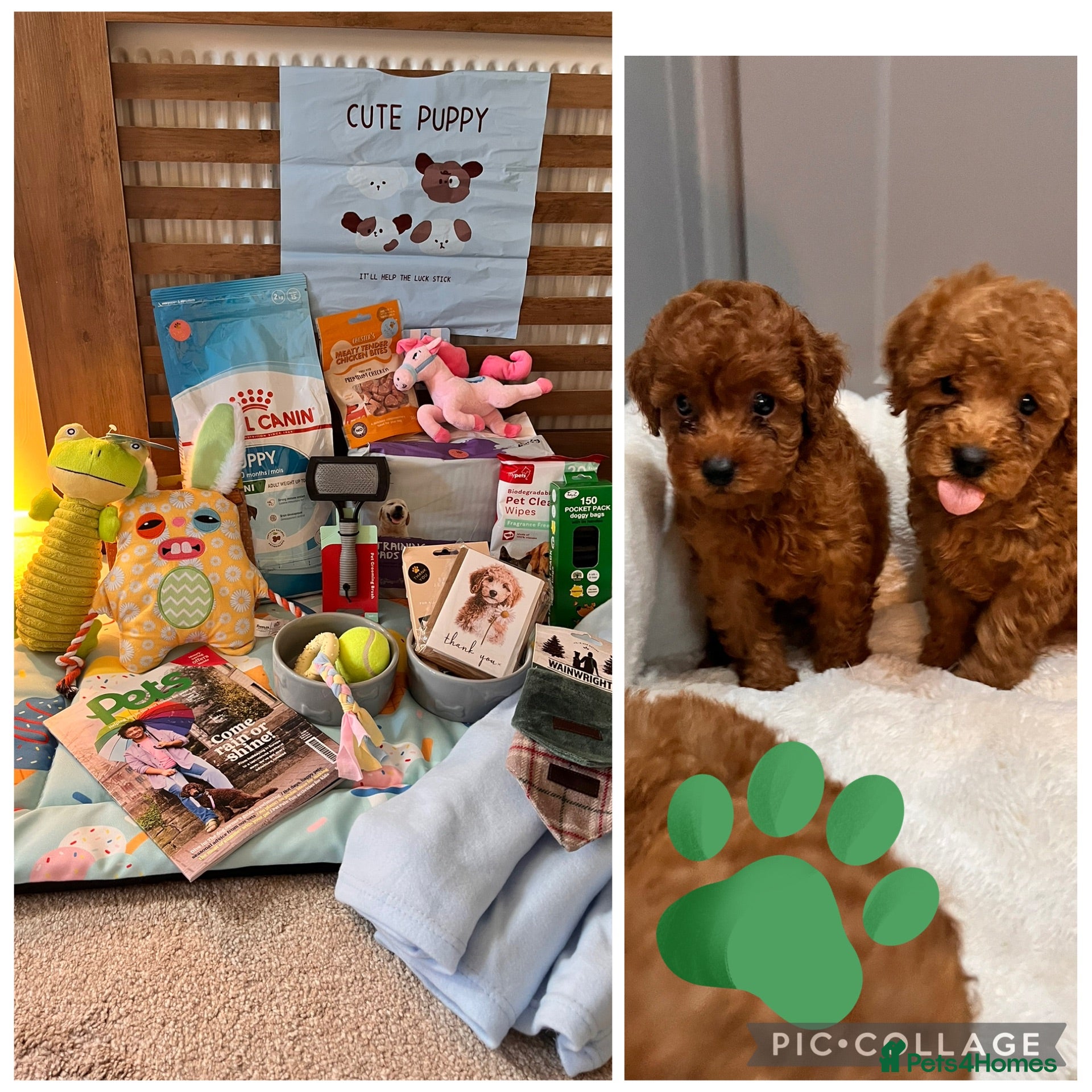 Toy Poodle dogs 🧡 Red Toy Poodle Pups 🧡 - Advert 1
