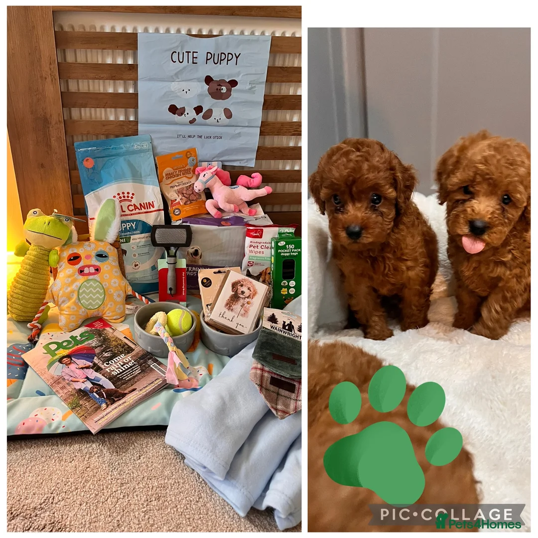 Toy Poodle dogs for sale: 🧡 Red Toy Poodle Pups 🧡 - Advert 1