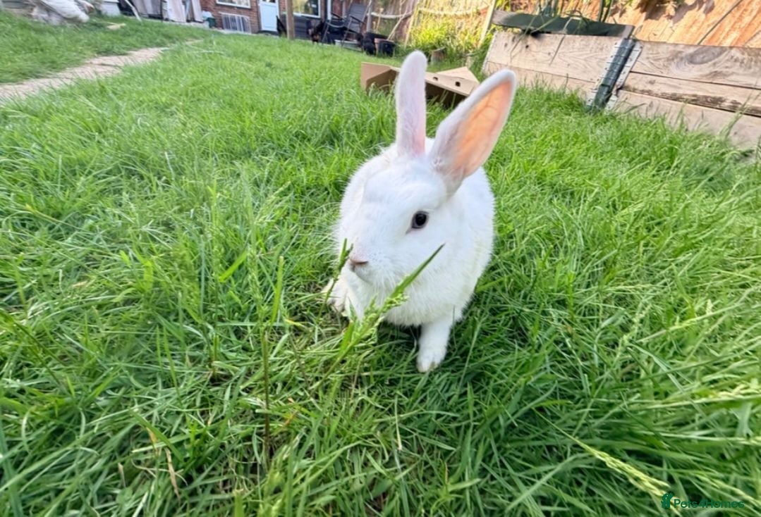 Netherland Dwarf rabbits New Zealand pair for 40 - Advert 17