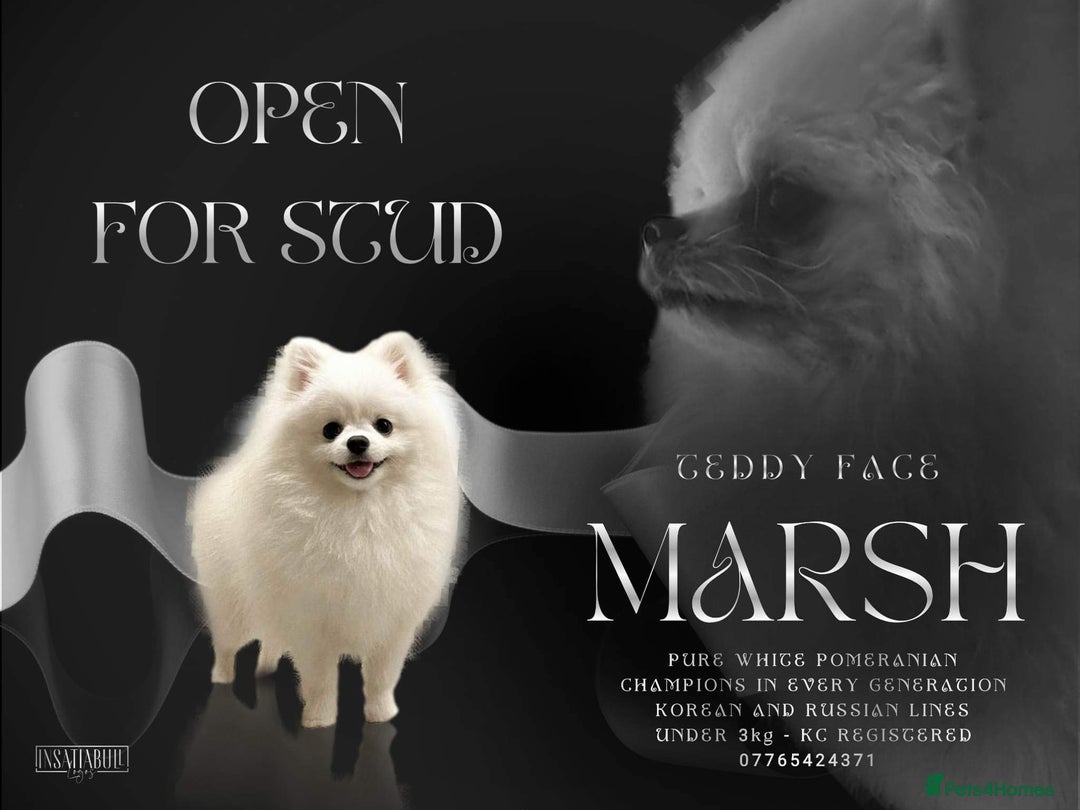 Pomchi dogs for stud: Best stud around Champions in every generation  in Coventry - Image 1