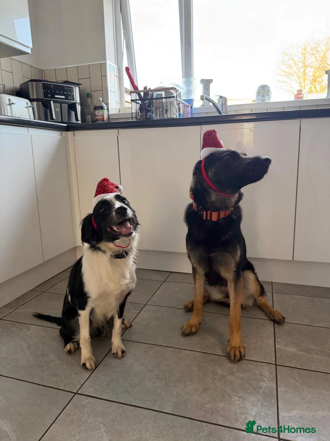 German Shepherd dogs for sale: German Shepherd bitch  - Advert 4