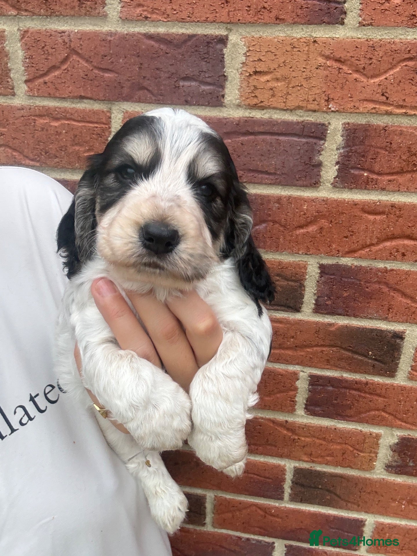 Cocker Spaniel dogs Stunning cocker spaniel puppies  - Advert 1