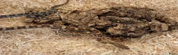 Corn Snake reptiles for sale: Beautiful, Captive-Bred Corn Snakes – DJL Exotics - Advert 5