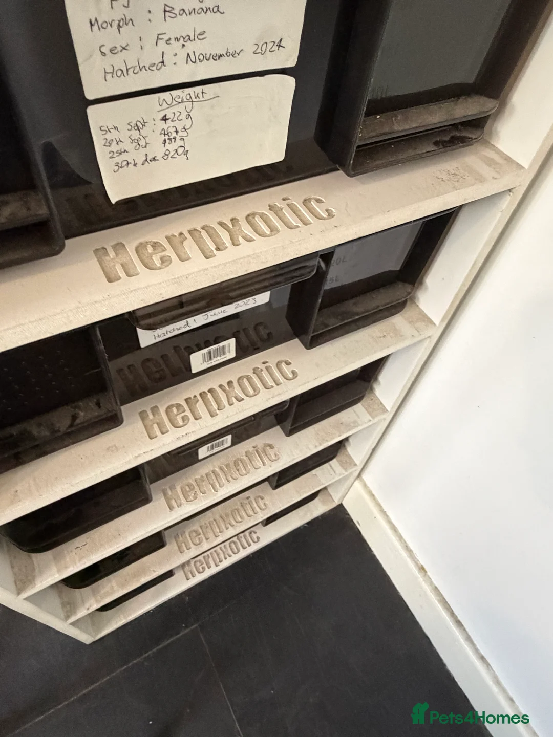 Python Snake reptiles for sale: Royal pythons and cornsnakes with set up - Advert 2