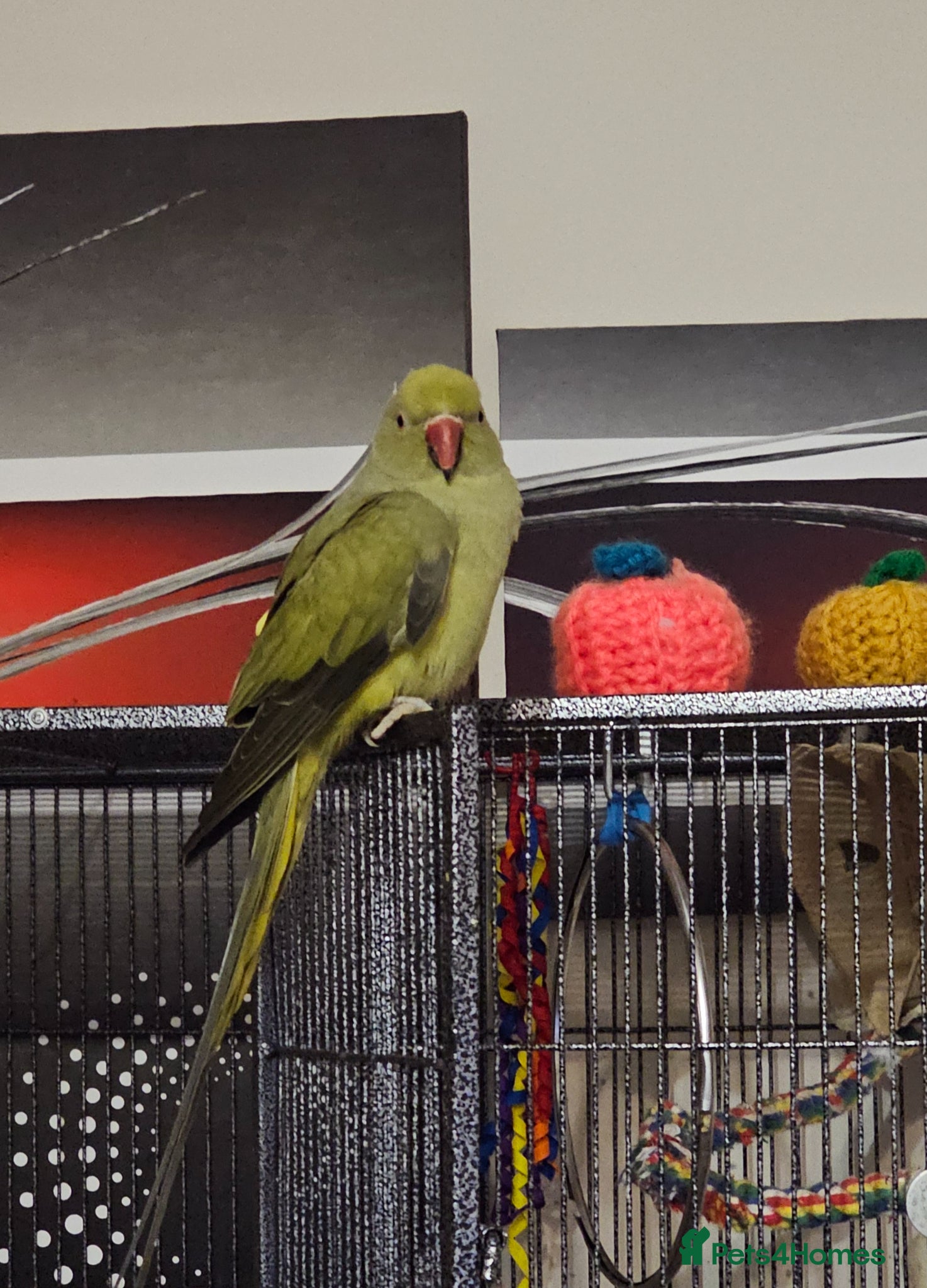 Ringnecks birds Indian Ringneck Parrot – Male, 9 Months Old - Advert 2