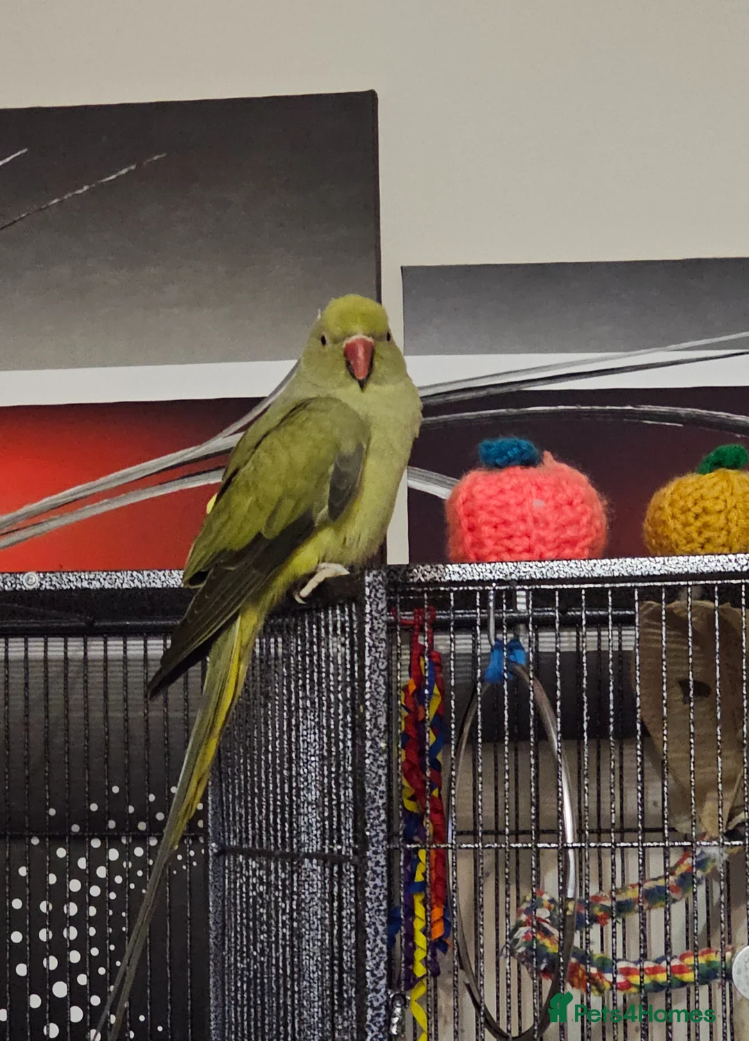 Ringnecks birds for sale: Indian Ringneck Parrot – Male, 9 Months Old in Weston-super-Mare - Advert 1