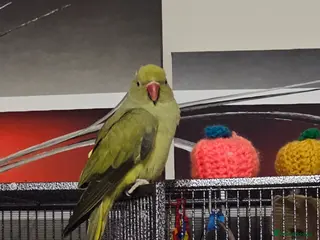 Ringnecks birds Indian Ringneck Parrot – Male, 9 Months Old - Advert 16