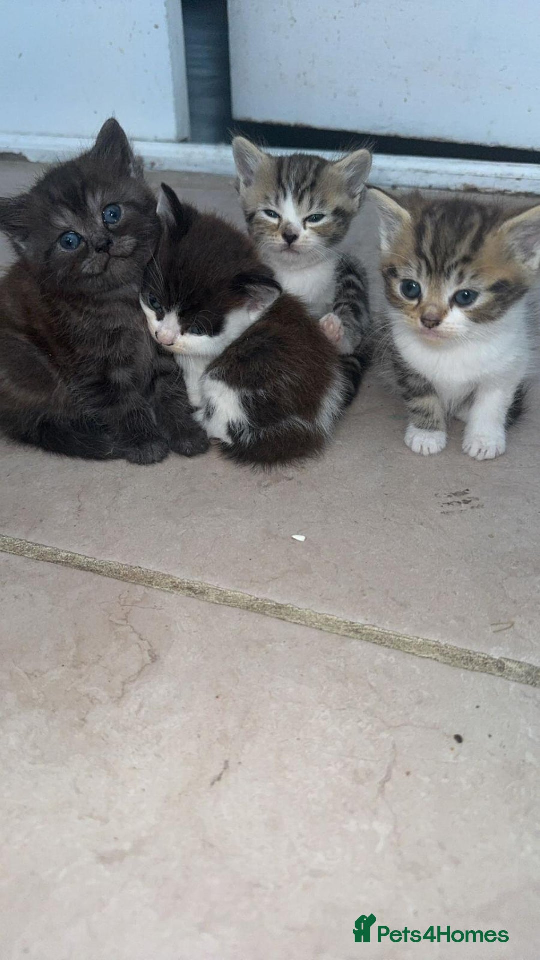 Persian cats for sale: Persian Chinchilla X Kittens - Image 3