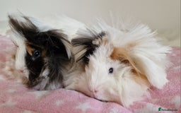 Guinea Pig rodents for sale: Pure Peruvian Sisters - Image 18