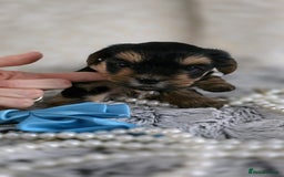 Yorkshire Terrier dogs for sale: Yorkshire terrier  - Image 5
