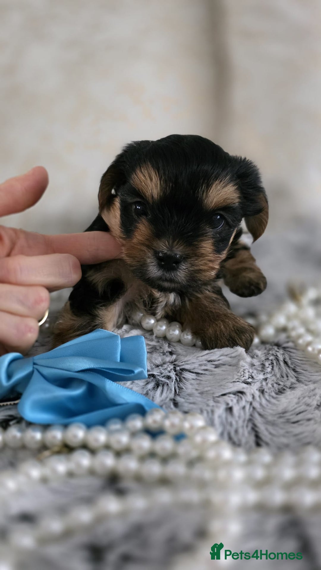 Yorkshire Terrier dogs for sale: Yorkshire terrier  - Image 5