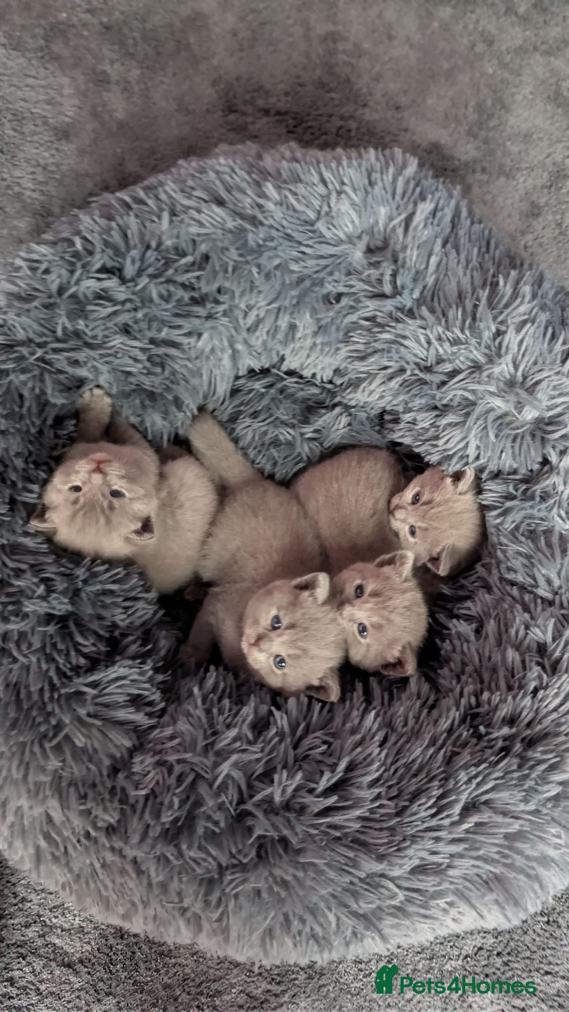 Russian Blue cats Russian blue kittens  - Advert 3