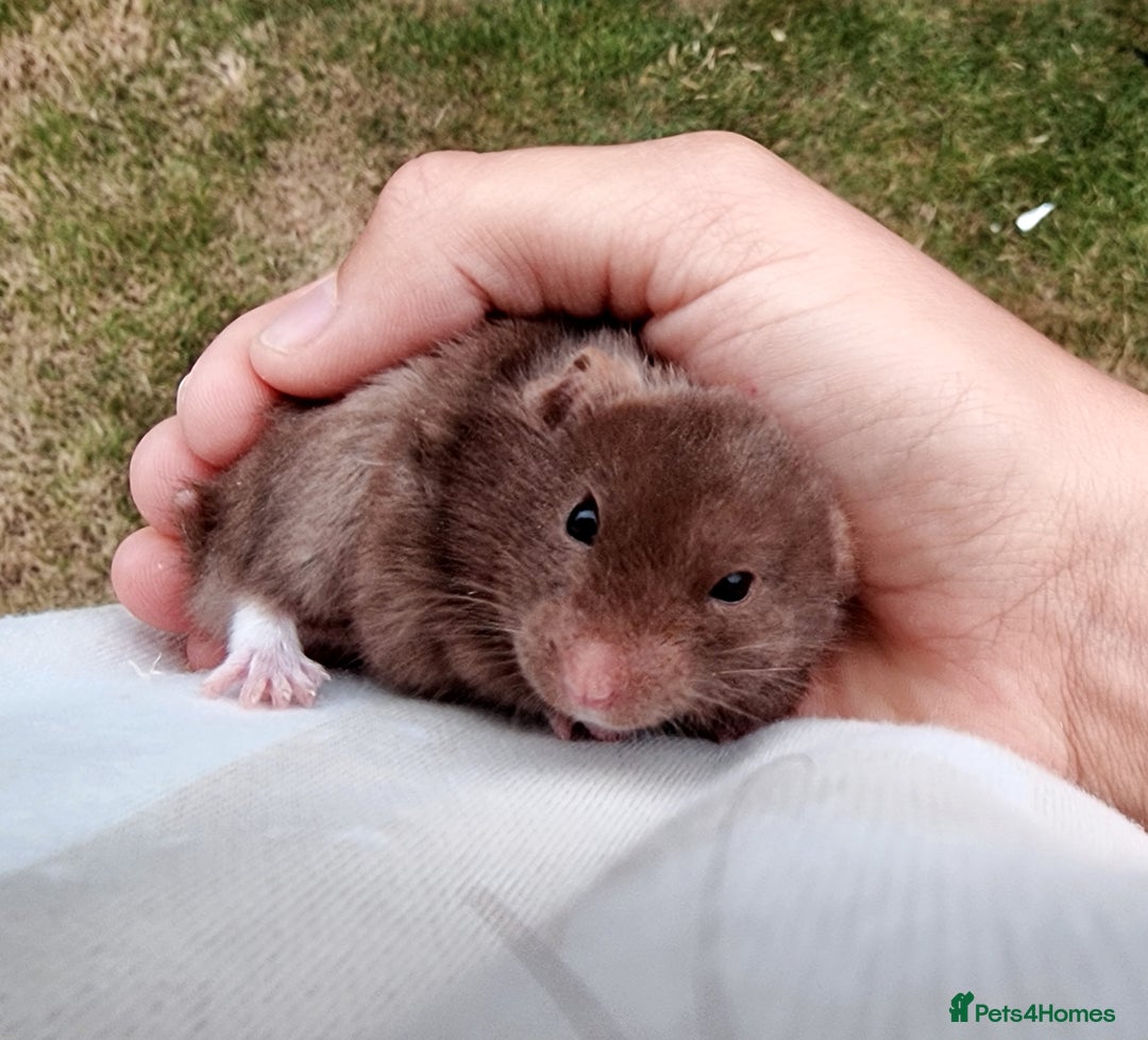 Hamster rodents for sale: Sweet young hamster with large cage&full set up - Image 3