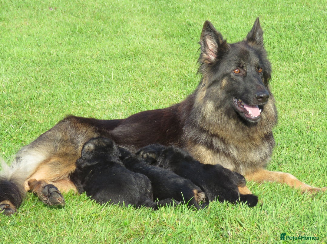 German Shepherd dogs for sale: German Shepher Puppies For Sale - Advert 3