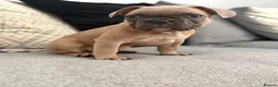 French Bulldog dogs for sale: 2 GIRLS LEFT REDUCED - French Bulldog Puppies 💕 - Advert 6