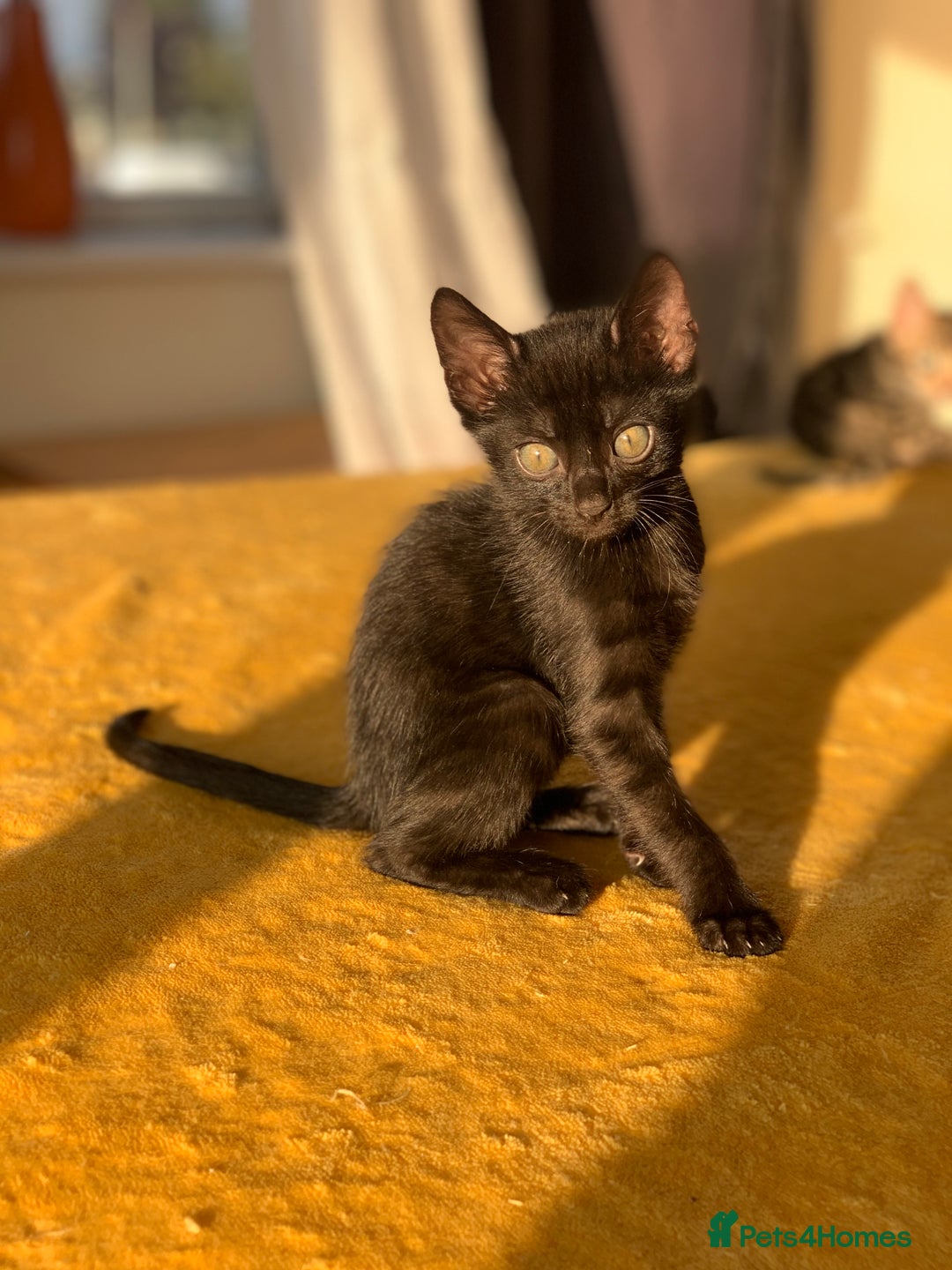 Bengal cats for sale: Ready to leave 3 left, 3/4 Bengal Kittens Rosetted - Image 14