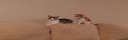 Mixed Breed cats for sale: 6 kittens of a Persian mum with Tuft ears. - Advert 30