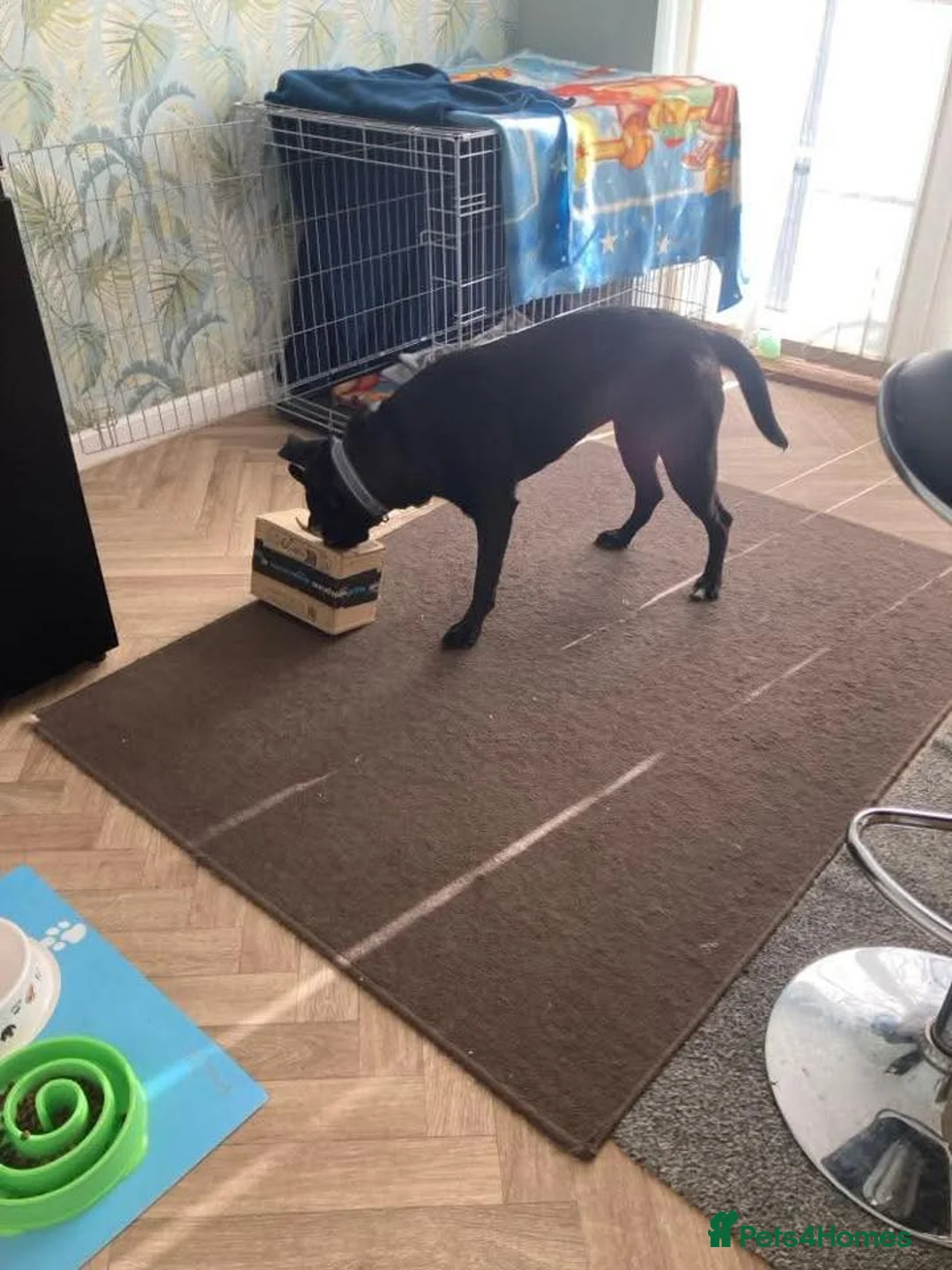 Mixed Breed dogs for adoption: Hollie needs a forever home - Advert 5