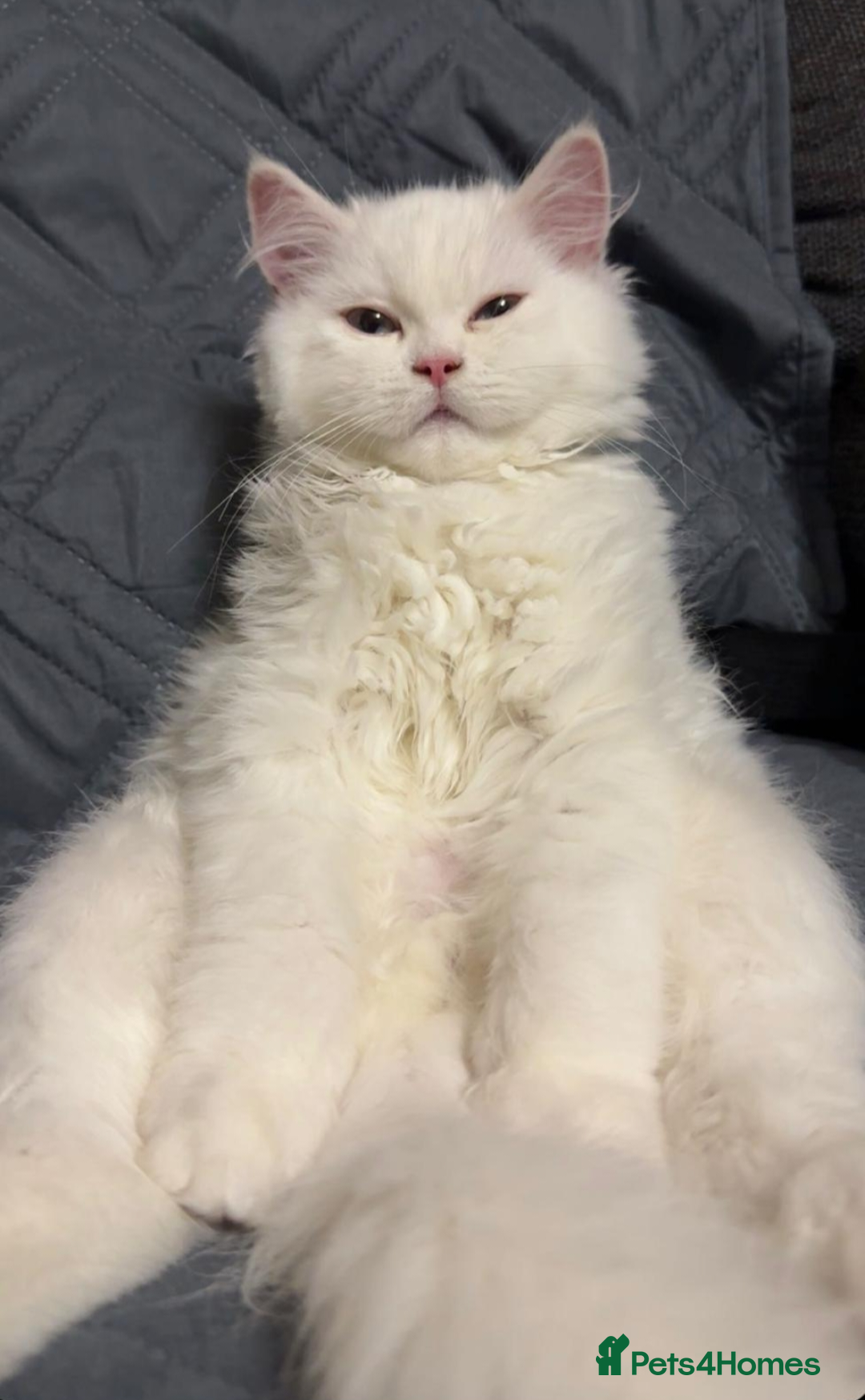 Persian cats Chinchilla Persian Male Cat For Sale - Advert 1