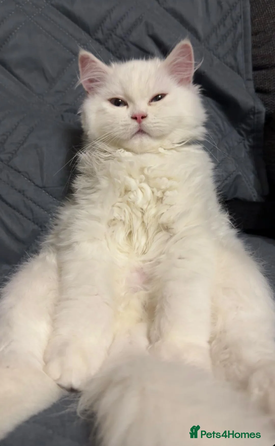 Persian cats for sale: Chinchilla Persian Male Cat For Sale in Leicester - Advert 1