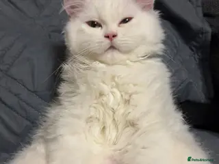 Persian cats Chinchilla Persian Male Cat For Sale - Advert 1