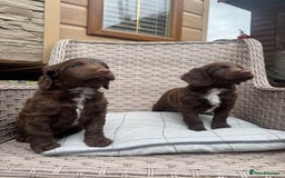 Cocker Spaniel dogs for sale: Beautiful cocker spaniel puppies  - Image 5