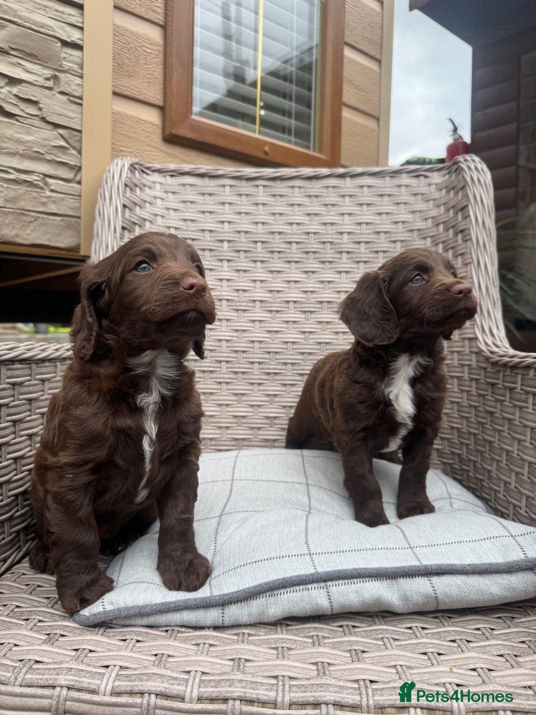 Cocker Spaniel dogs for sale: Beautiful cocker spaniel puppies  - Image 5