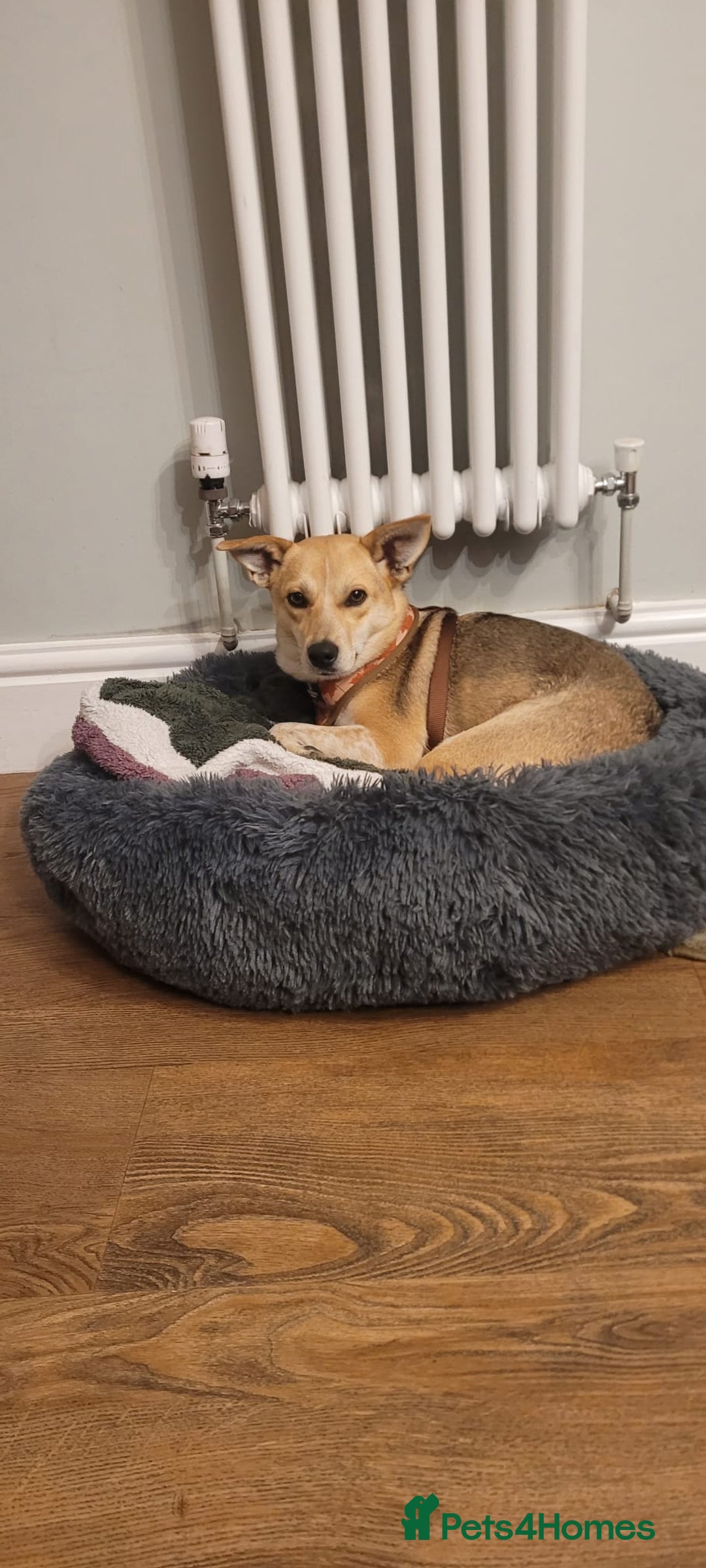 Mixed Breed dogs for adoption: ❤️ Lolly❤️- 1.5-year-old small gentle girl  - Advert 2