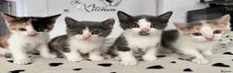 Mixed Breed cats for sale: Beautiful Calico and bicolour Kittens!! - Advert 1