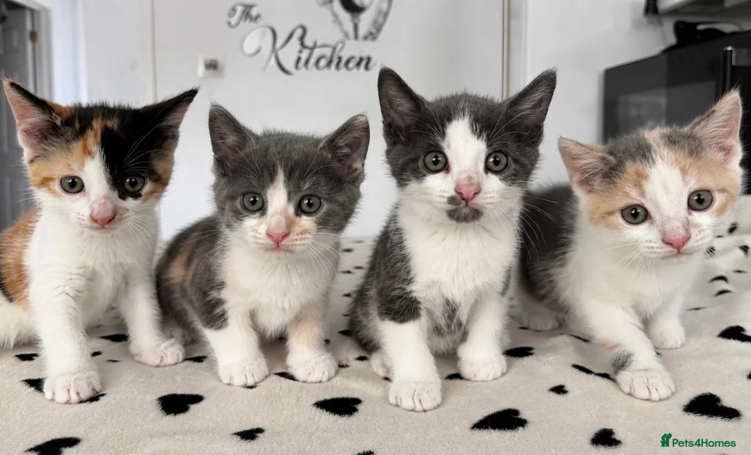 Mixed Breed cats for sale: Beautiful Calico and bicolour Kittens!! - Advert 1