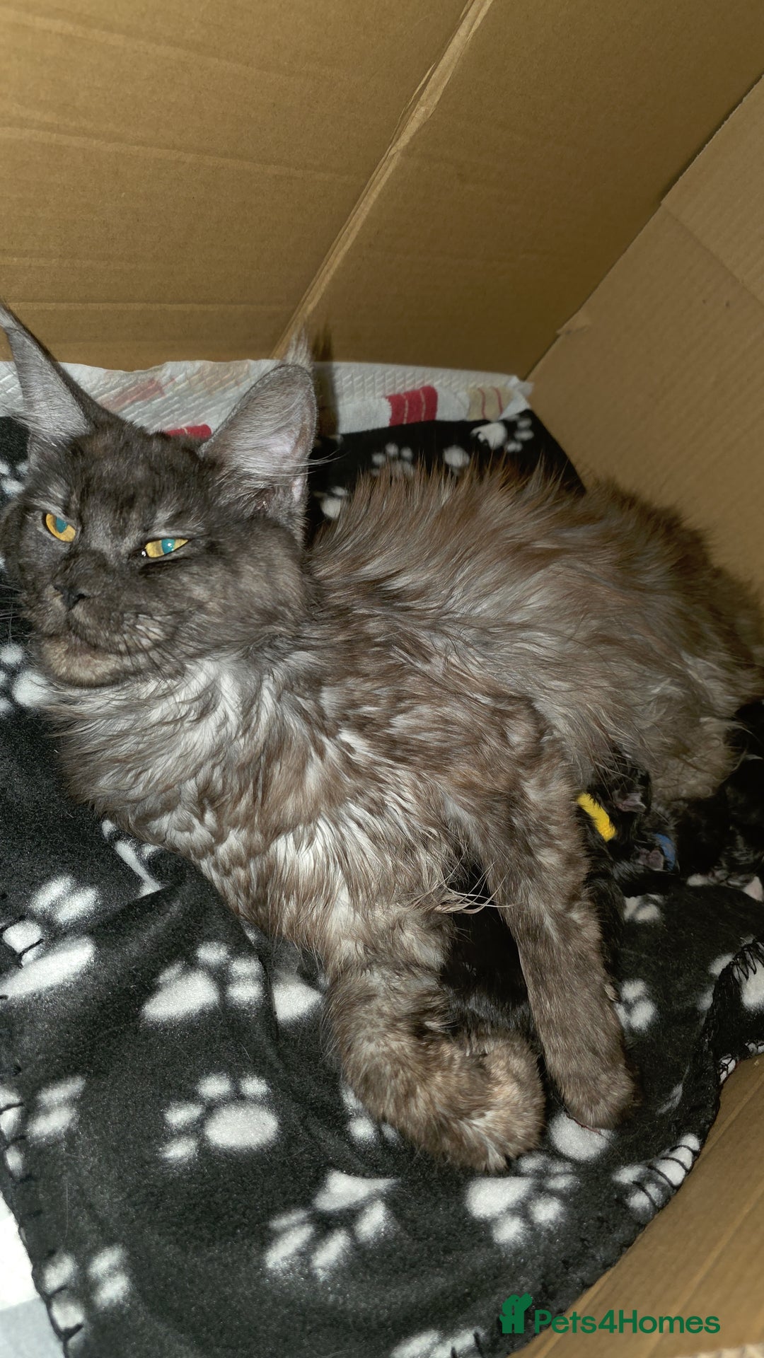 Maine Coon cats for sale: Beautiful Maine Coon Kittens Available - Advert 1