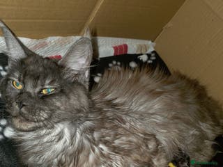 Maine Coon cats Beautiful Maine Coon Kittens Available - Advert 2