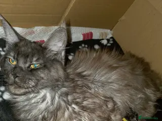 Maine Coon cats Beautiful Maine Coon Kittens *ready 01/03/2026* - Advert 4