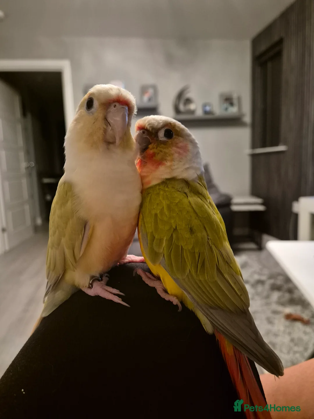 Conures birds for sale: Beauriful Pair of conures - Advert 5