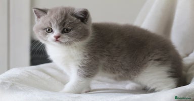 British Shorthair cats - Advert 11