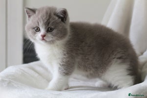 British Shorthair cats - Advert 5