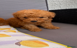 Poodle dogs for sale: Toy poodle puppies for sale  - Image 6