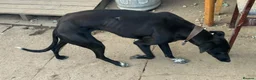Mixed Breed dogs for sale: Black male greyhound - Advert 9