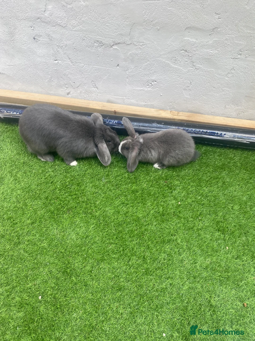 Mini Lop rabbits for sale: 2 female mini lop rabbits  - Advert 10