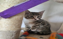 Maine Coon cats for sale: Half Maine Coon kittens  - Image 2