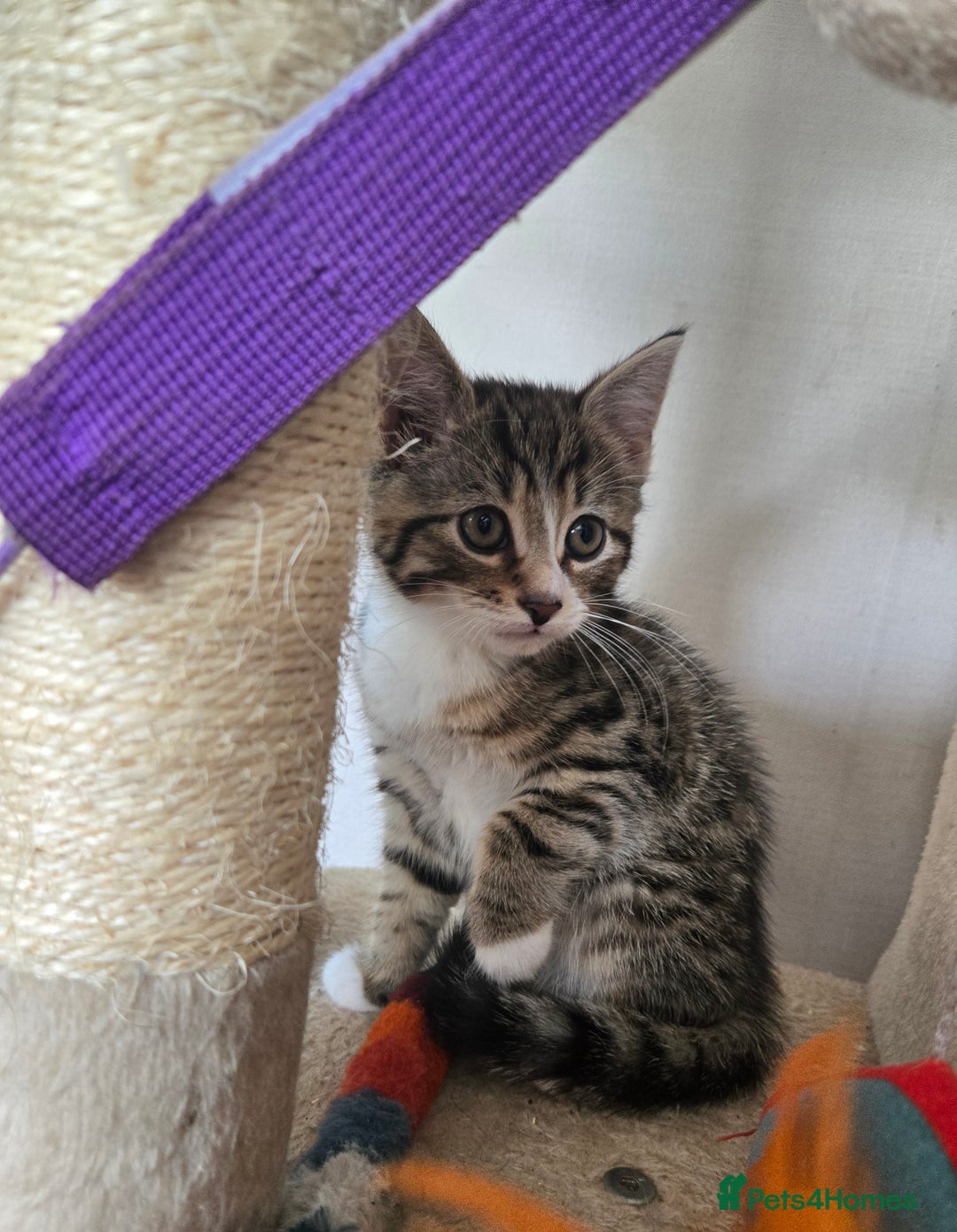 Maine Coon cats for sale: Half Maine Coon kittens  - Image 2