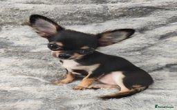 Chihuahua dogs for sale: Amazing Quality Long Coat Chihuahua puppies - Advert 19