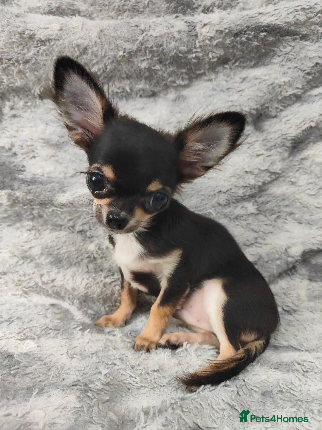 Chihuahua dogs for sale: Amazing Quality Long Coat Chihuahua puppies - Advert 19